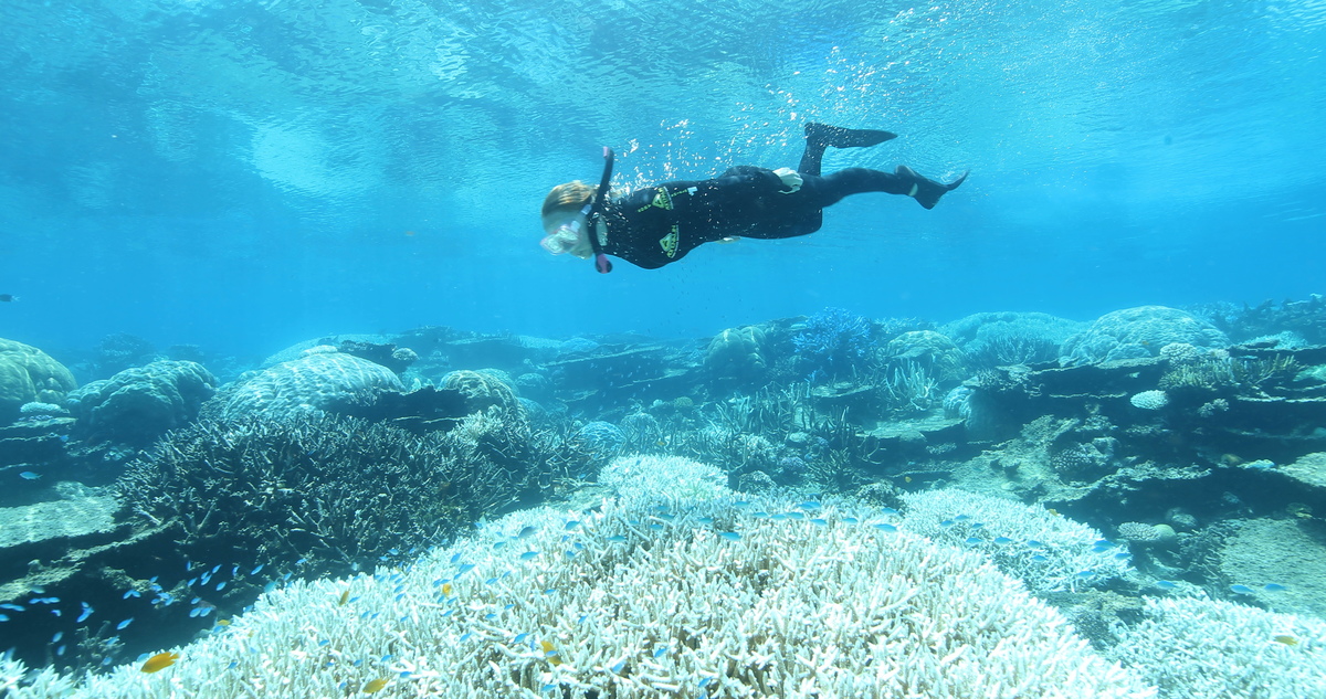 Great Barrier Reef Mass Coral Bleaching Event. © Dean Miller / Greenpeace