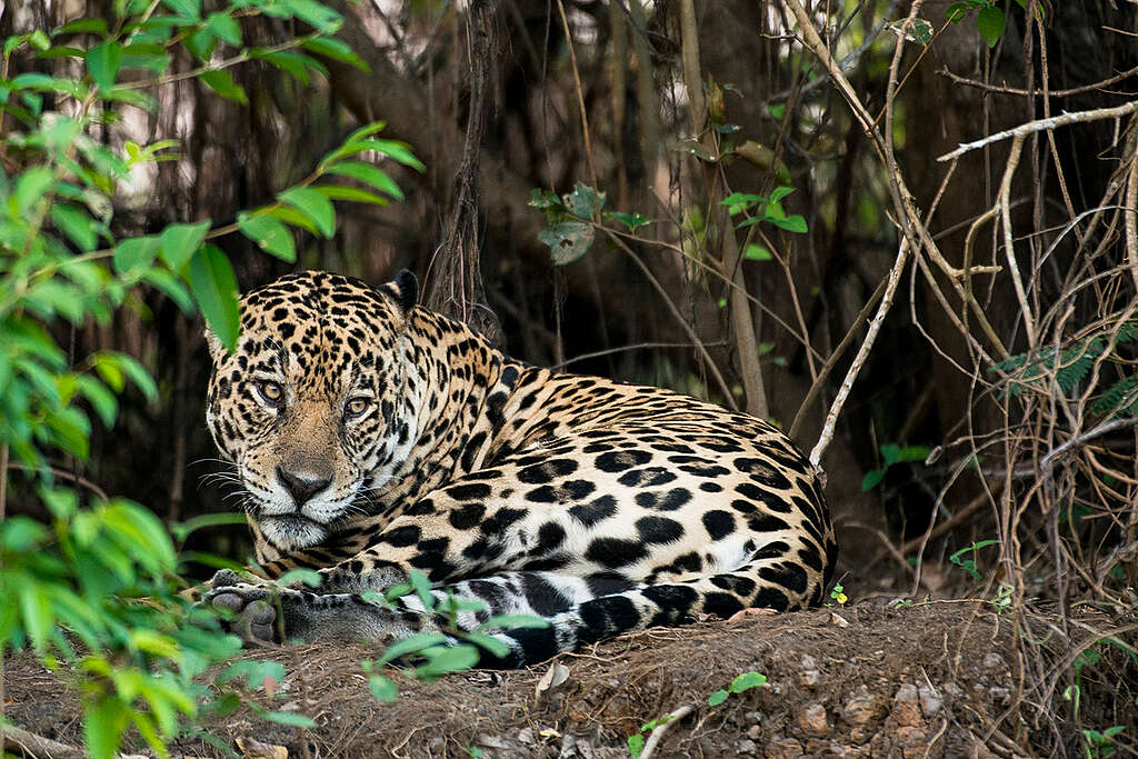 Jaguar (Panthera onca) in the Amazon. © Valdemir Cunha Jaguar (Panthera onca) in the Amazon. © Valdemir Cunha
