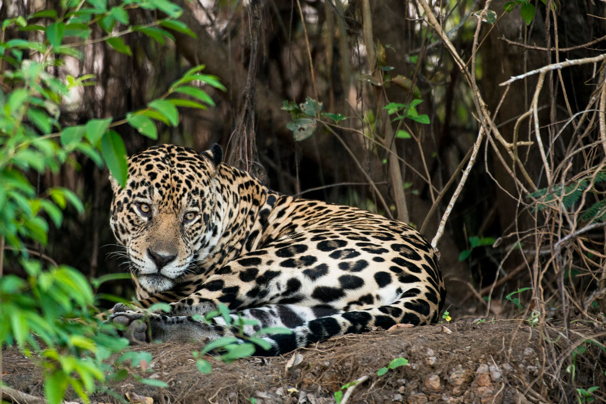 Jaguar (Panthera onca) in the Amazon. © Valdemir Cunha