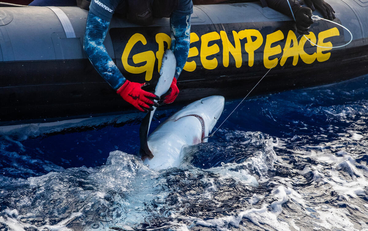 Blue Shark Rescue - Action against Longline Fishing, South Pacific. © Paul Hilton / Greenpeace