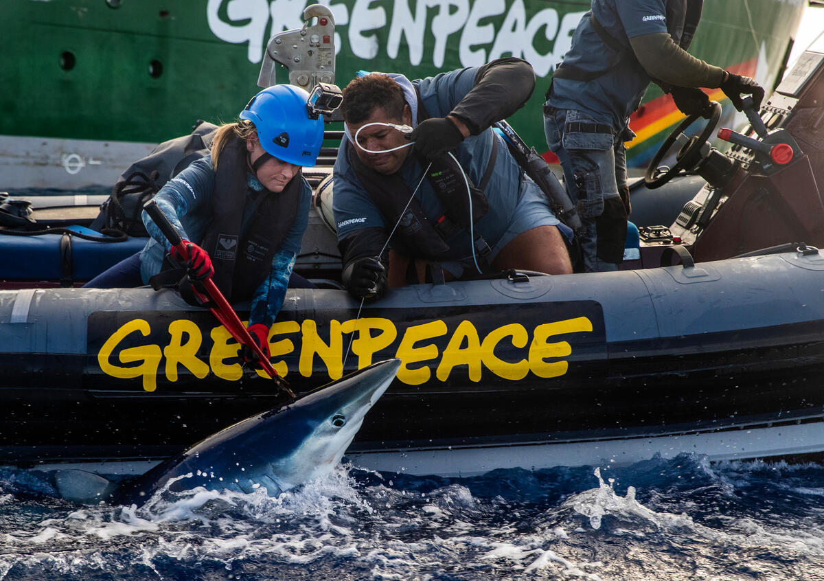 Blue Shark Rescue - Action against Longline Fishing, South Pacific. © Paul Hilton / Greenpeace