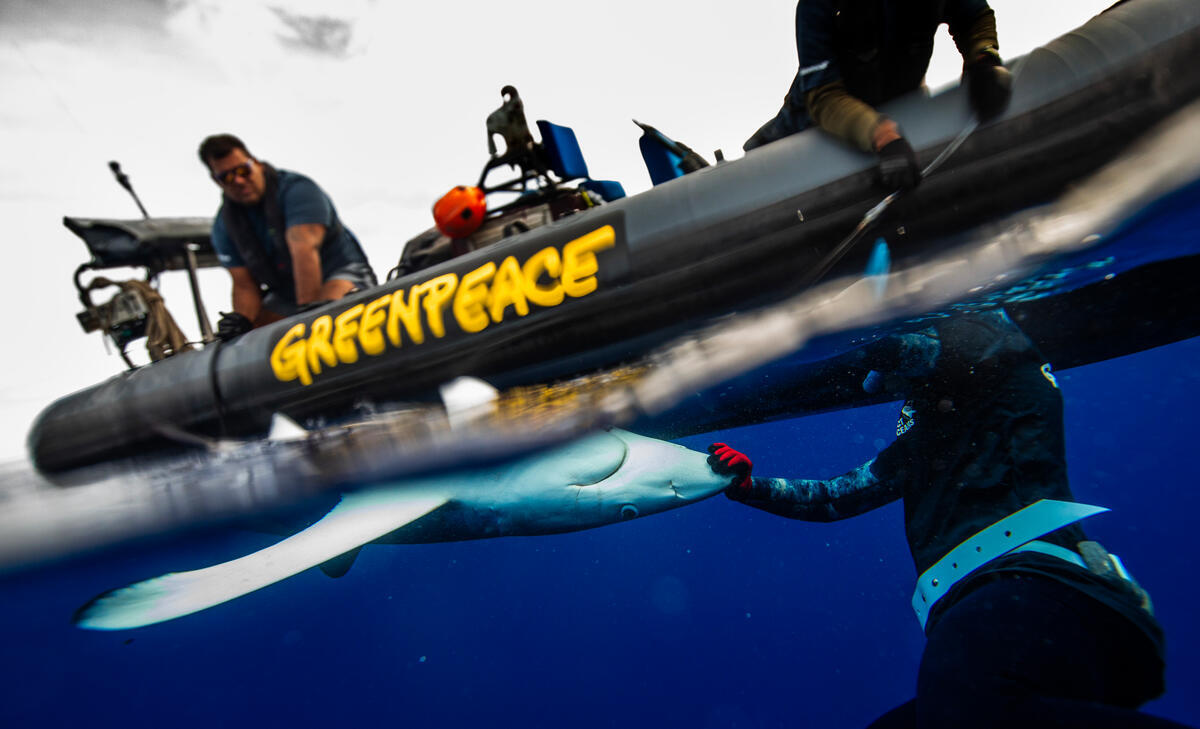 Blue Shark Rescue - Action against Longline Fishing, South Pacific. © Paul Hilton / Greenpeace