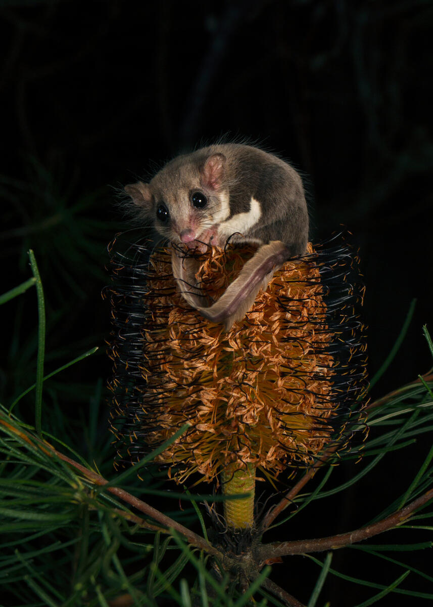 Feathertale Glider Perched on a Flowering Banksia at Night in Australia. © Lachlan L. Hall / Greenpeace