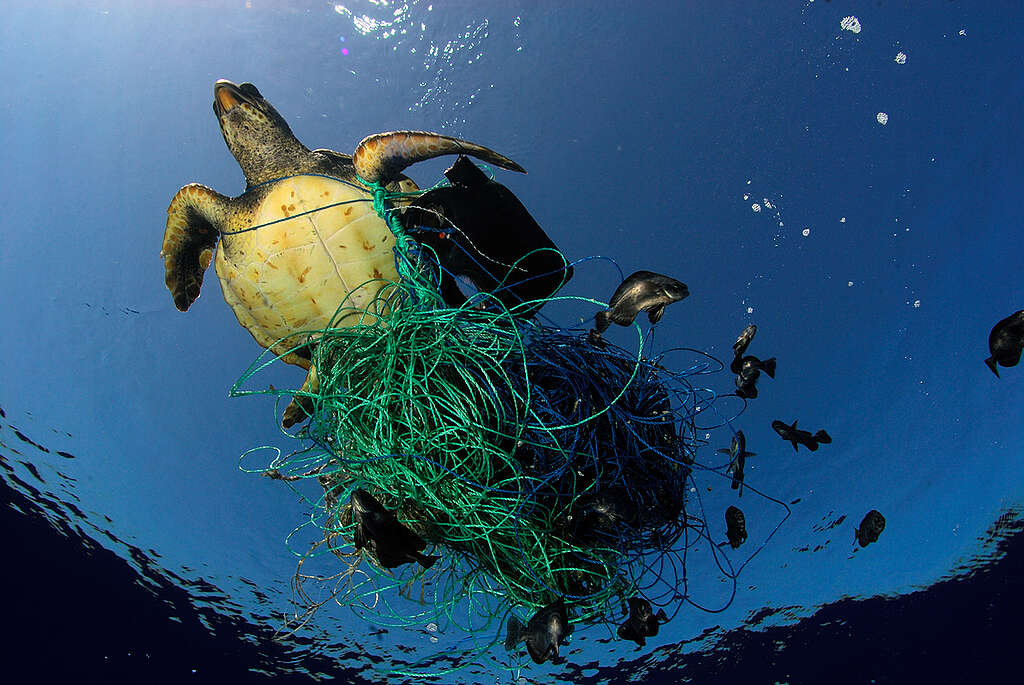 Turtle in a Trap - Defending Our Oceans (Mediterranean Sea: 2007). &copy; Greenpeace / Marco Care