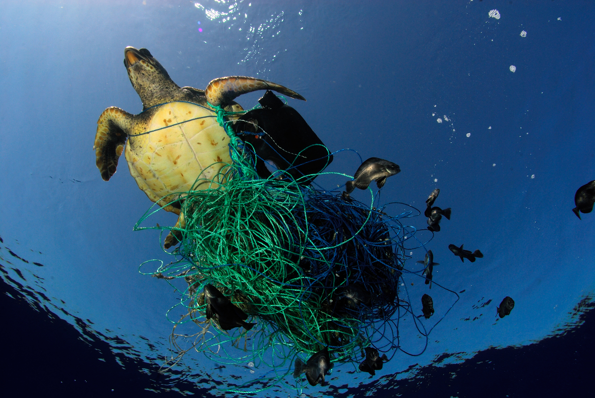 Get Industrial Fishing Out Of Australia&rsquo;s Marine Parks