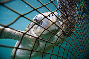 Olive Ridley Turtle in China. &copy; Paul Hilton / Greenpeace