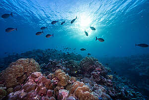 Marine Life in Scott Reef, Western Australia. &copy; Alex Westover and Wendy Mitchell / Greenpeace