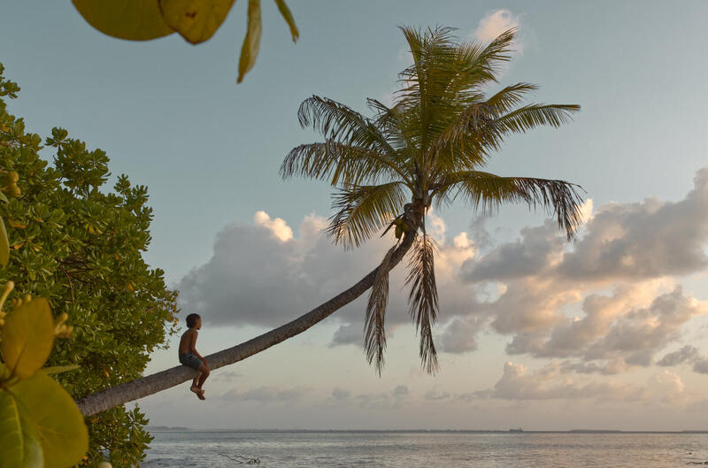 Coconut Tree in Tuvalu