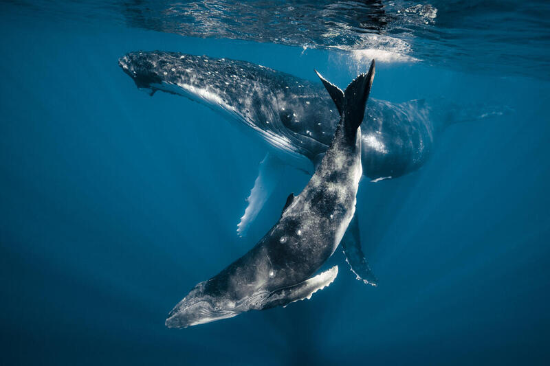 Humpback Whale Mother and Calf in the Pacific Ocean