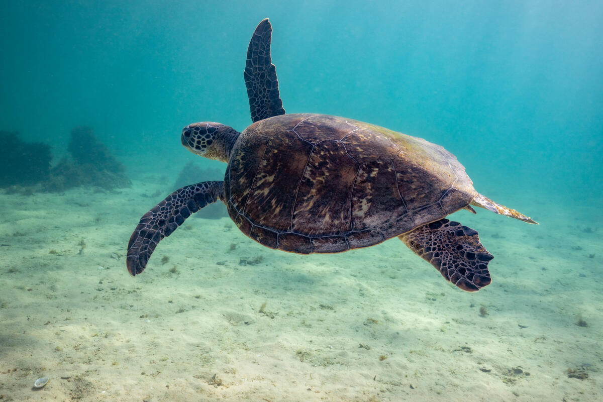 Green Sea Turtle at Lagoon Beach, Lord Howe Island. &copy; Greenpeace / BRIDGET FERGUSON