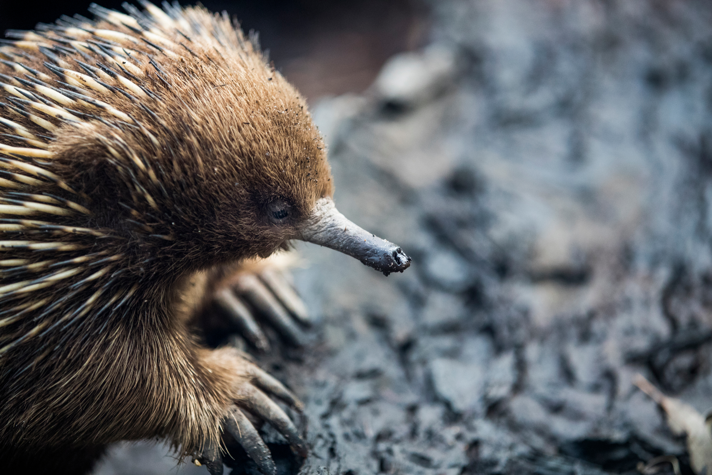 Australia&rsquo;s nature is in trouble.