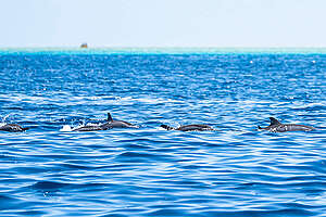 Dolphins in Scott Reef, Western Australia. © Wendy  Mitchell / Greenpeace